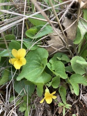 Viola lobata integrifolia