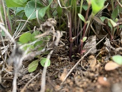 Viola lobata integrifolia