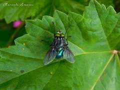 Sarconesiopsis magellanica