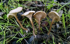 Clitocybe metachroa