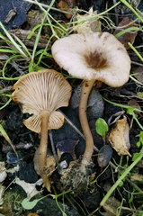 Clitocybe metachroa