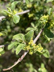 Rhamnus saxatilis