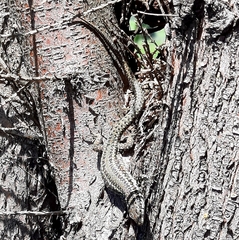 Podarcis guadarramae