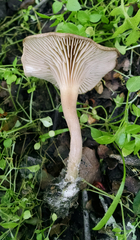 Clitocybe metachroa