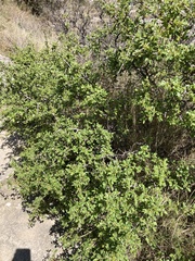 Rhamnus saxatilis