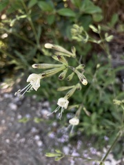 Silene italica