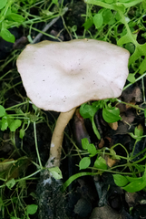 Clitocybe metachroa