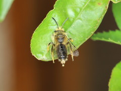 Andrena senecionis