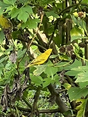 Setophaga petechia image