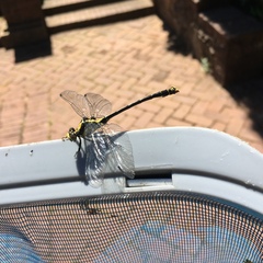 Octogomphus specularis