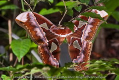 Rothschildia speculifer