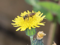 Andrena senecionis