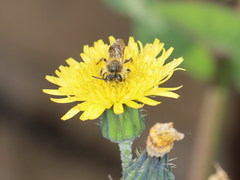 Andrena senecionis