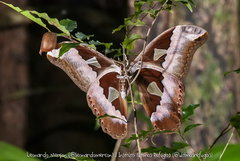 Rothschildia speculifer