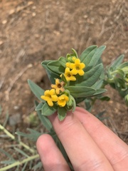 Lithospermum californicum