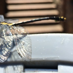 Octogomphus specularis