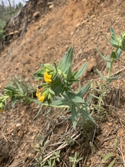 Lithospermum californicum
