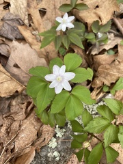 Anemonoides lancifolia