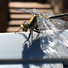 Octogomphus specularis