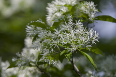 Chionanthus retusus