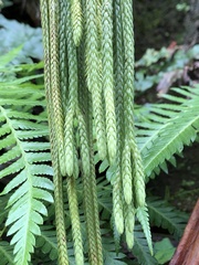 Phlegmariurus carinatus