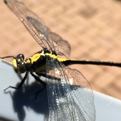 Octogomphus specularis