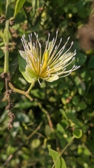 Capparis zeylanica
