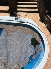 Octogomphus specularis