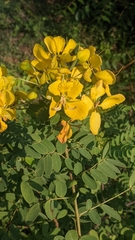 Senna auriculata