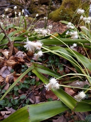 Carex fraseriana