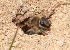 Colletes validus