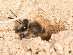 Colletes validus