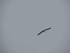 Larus fuscus barabensis