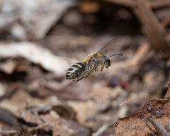 Colletes validus