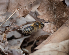 Colletes validus