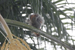 Sciurus aureogaster