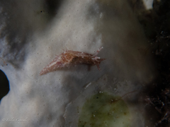 Stylocheilus polyomma