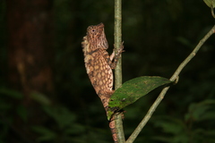 Gonocephalus bornensis