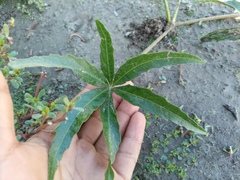 Cissus palmata