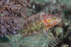 Oxycheilinus bimaculatus