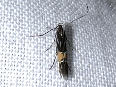 Cosmopterix lespedezae