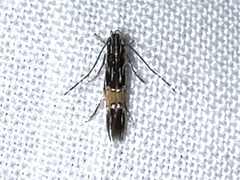Cosmopterix lespedezae