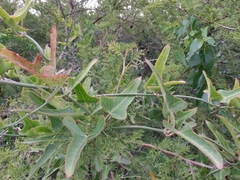 Araujia megapotamica