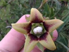 Araujia megapotamica