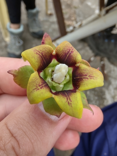 Image of Araujia Megapotamica (Araujia megapotamica) by no rights reserved