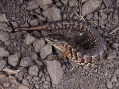 Elgaria coerulea coerulea