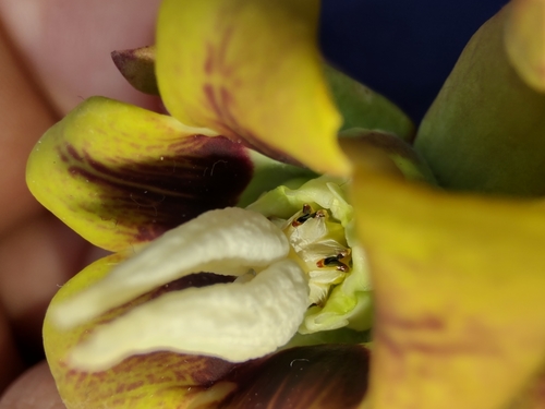 Image of Araujia Megapotamica (Araujia megapotamica) by no rights reserved