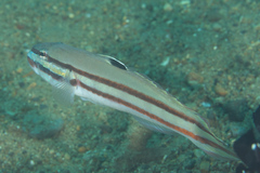 Valenciennea helsdingenii