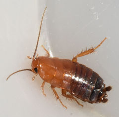 Parcoblatta fulvescens