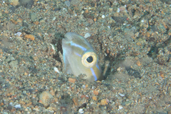 Xiphasia setifer